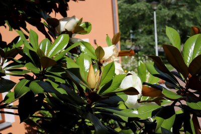 Magnolia grandiflora 'DD Blanchard' - šácholán velkokvětý - květy